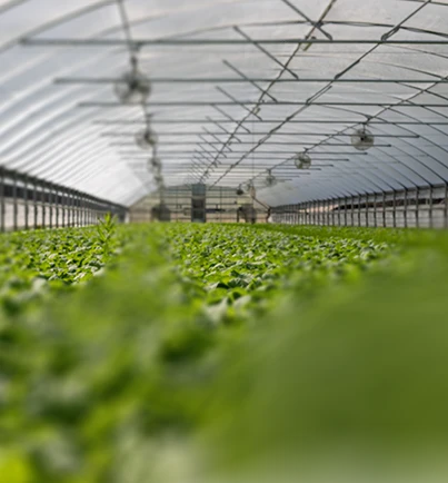 Agribusiness greenhouse