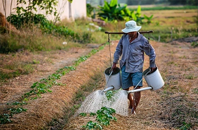 Farmer watering crops in the supplied export success story design